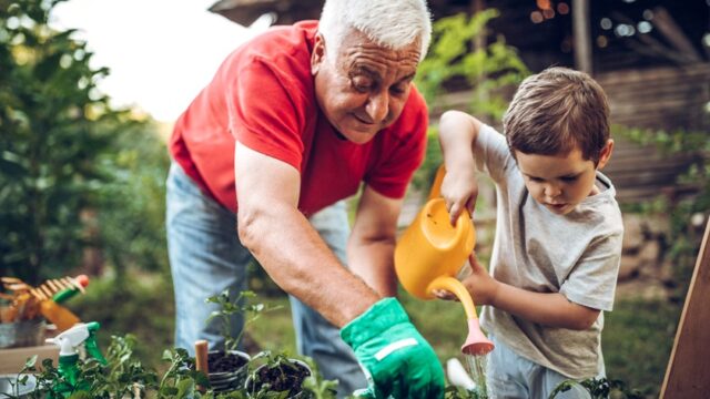A white grandfather and young grandson garden together