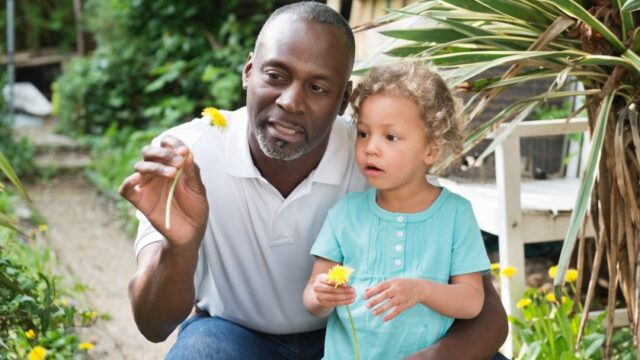 A Black grandfather and his young granddaughter look a dandelions together